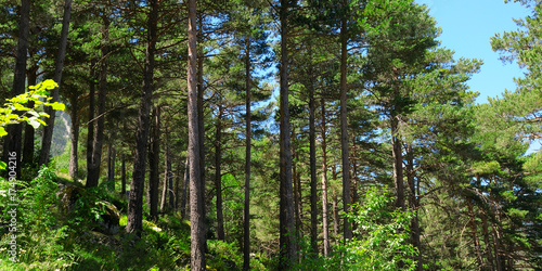 pine wood on hillside