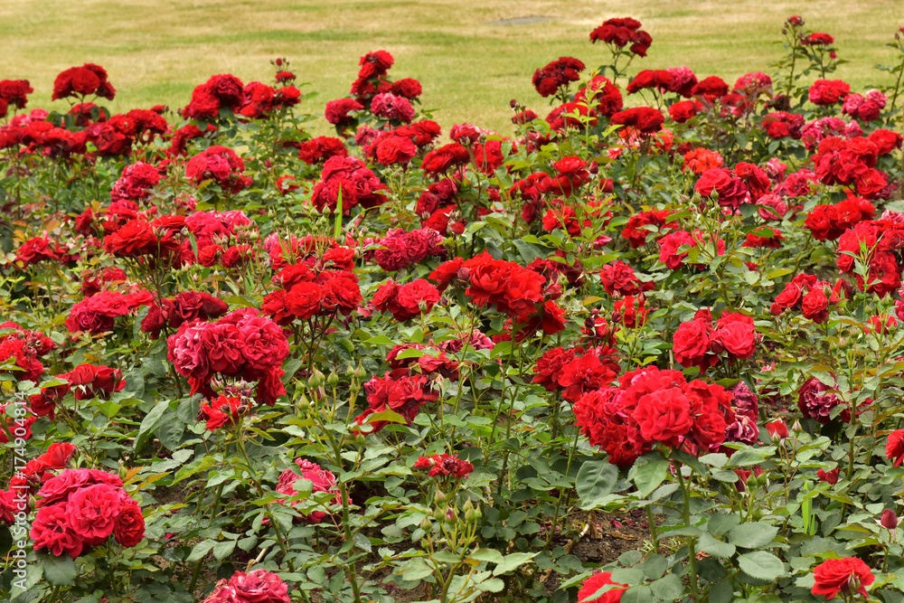 Red roses Red roses