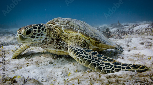 Green turle eating on sandy white bottom with coral reef in the background on Lady Elliot Island in Queensland Australia.