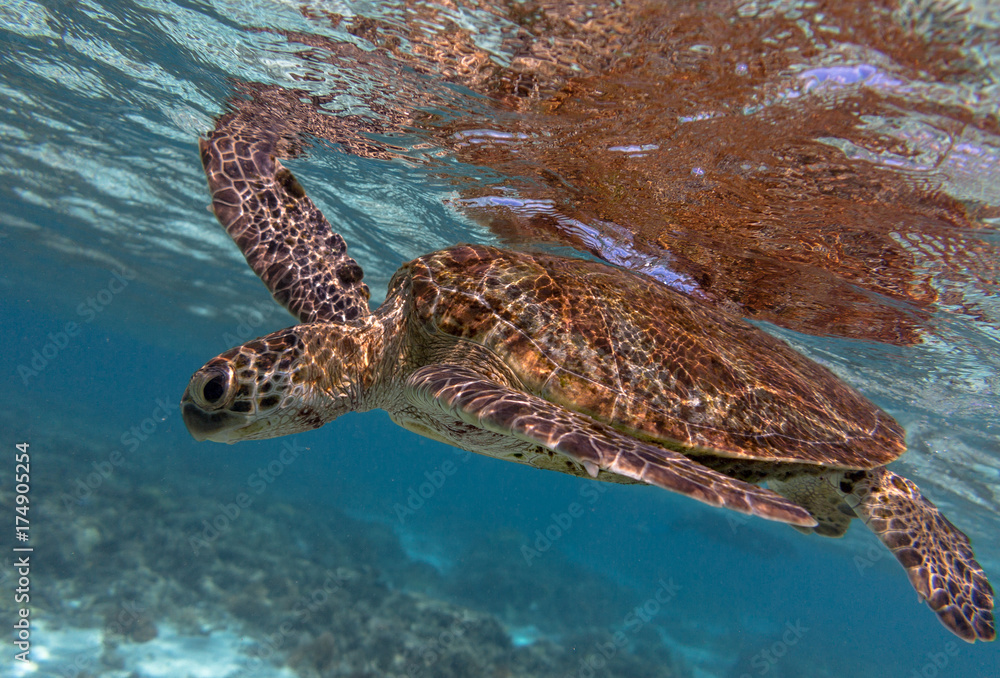 Obraz premium Green turtle swimming at the surface in the lady elliot island lagoon in Queensland Australia.