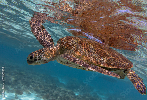 Green turtle swimming at the surface in the lady elliot island lagoon in Queensland Australia.