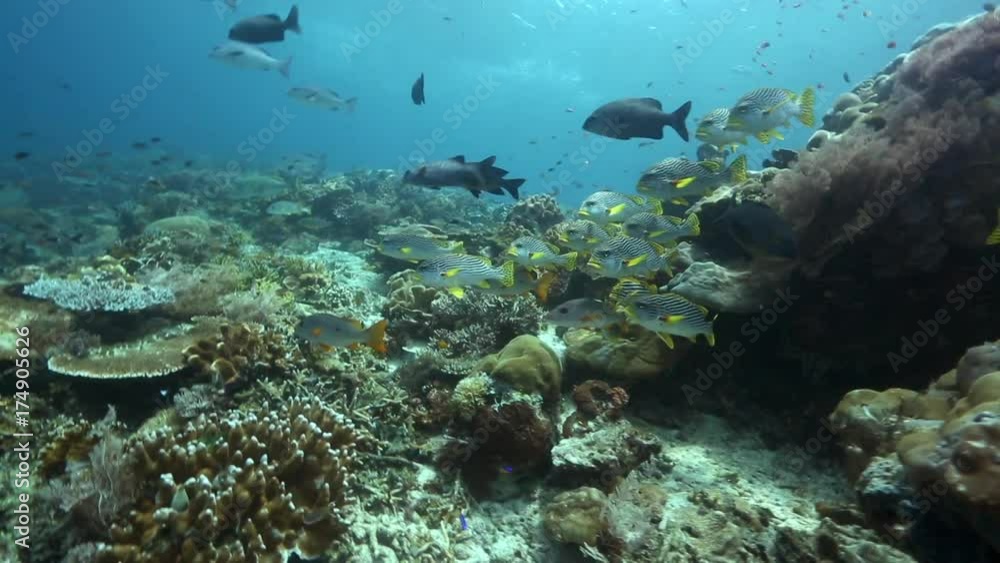 Oriental sweetlips and other reef fish swimming over coral reef in Raja Ampat Oriental sweetlips and other reef fish swimming over coral reef in Raja Ampat