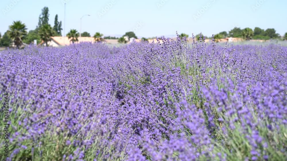 Beautiful purple lavender blossom of Lavender Festival of 123 Farm at San Bernardino, Los Angeles County, United States Beautiful purple lavender blossom of Lavender Festival of 123 Farm at San Bernardino, Los Angeles County, United States