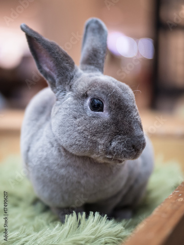 Rabbit closeup