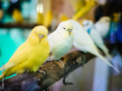 Budgerigar, Budgie Birds closeup