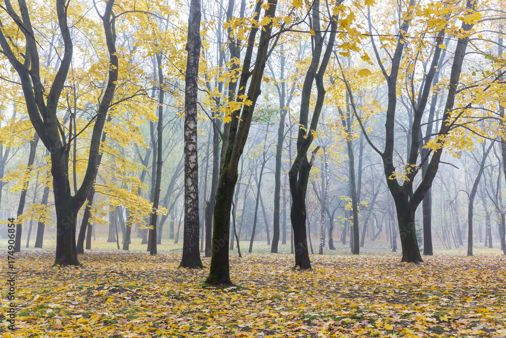 autumnal landscape in city park. birch and maple almost bare trees with fallen golden foliage on the ground immersed in fog. autumnal landscape in city park. birch and maple almost bare trees with fallen golden foliage on the ground immersed in fog.