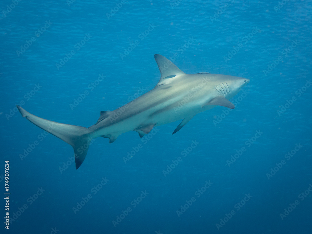 Grey reef shark swimming away up to the right. The large animal is going away fast.