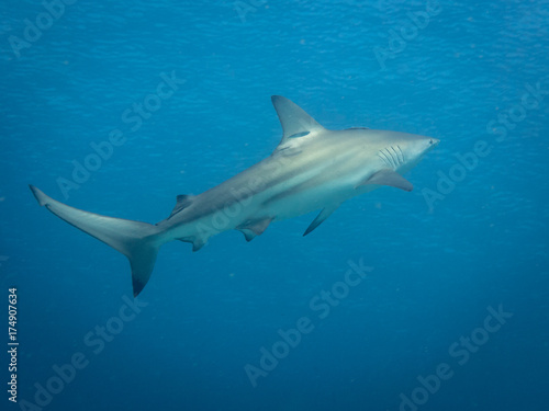 Grey reef shark swimming away up to the right. The large animal is going away fast.
