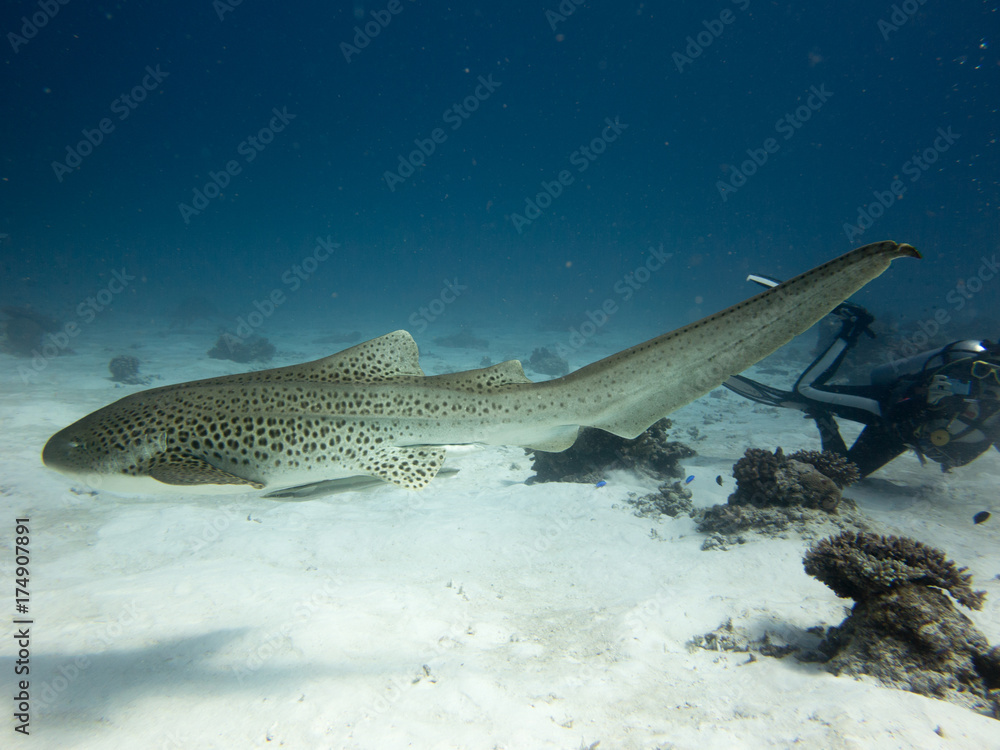 Leopard shark swimming towards the left with a diver trying to take a picture in the background Leopard shark swimming towards the left with a diver trying to take a picture in the background