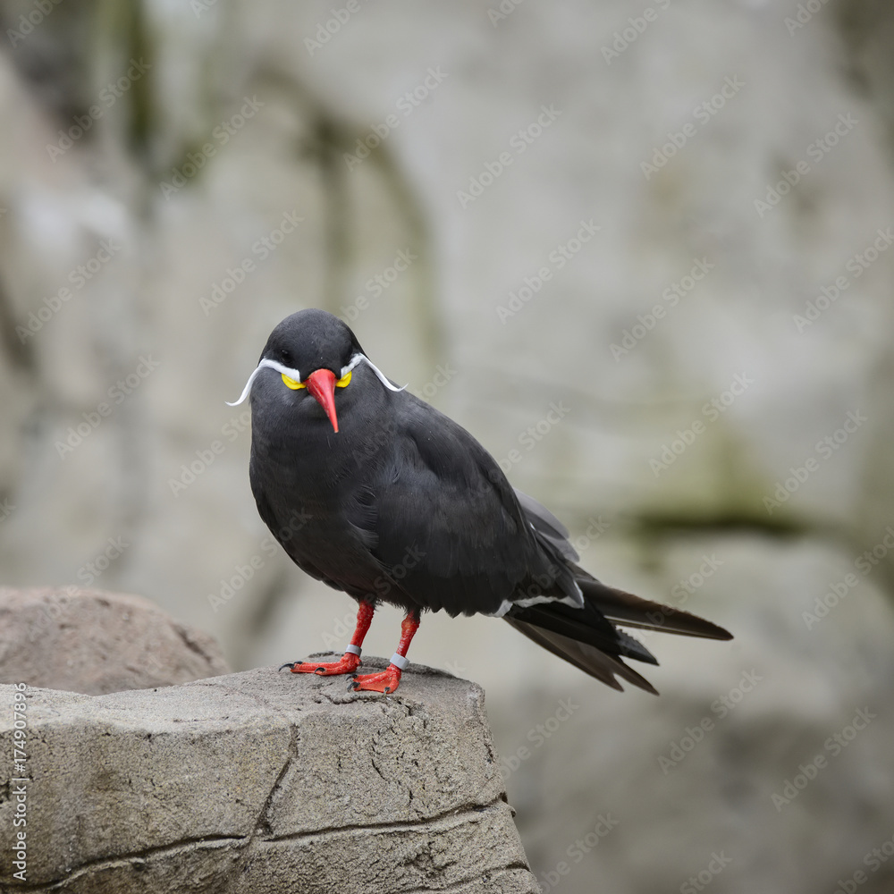 Portrait of ringed Inca Tern birds on rocks in natural habitat environment Portrait of ringed Inca Tern birds on rocks in natural habitat environment