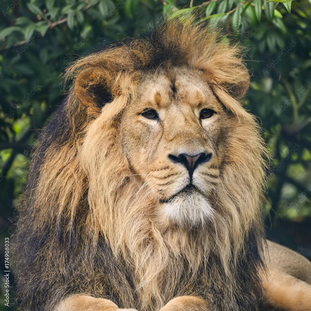 Beautiful portrait of Asiatic Lion Panthera Leo Persica
