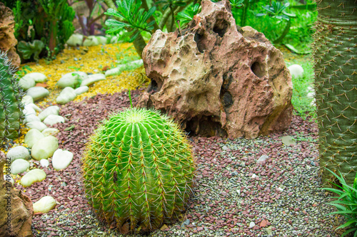 Green Cactus in garden
