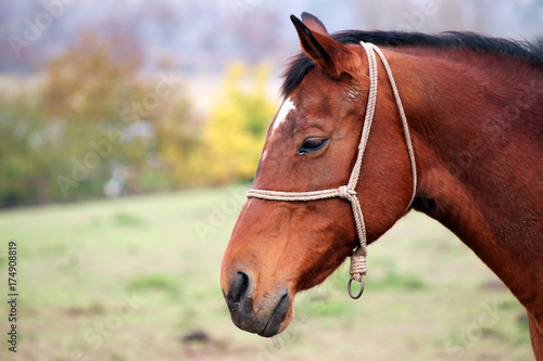 brown horse portrait