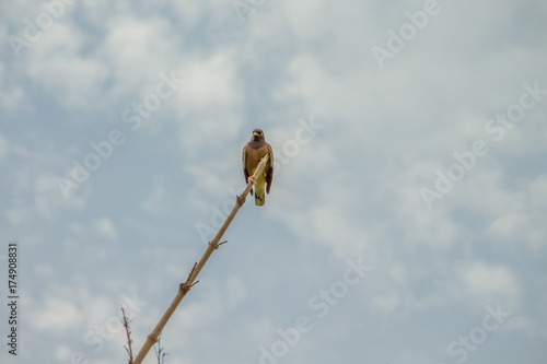 Lonely bird on branch in the sky