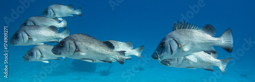 Group of grey sweetlips swimming in the same direction with a blue background. These fish inhabit lady elliot island on the gret nerrier eef n Australia. photo
