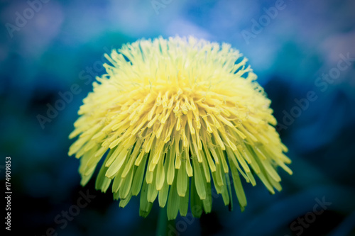 Yellow flower on blue background.