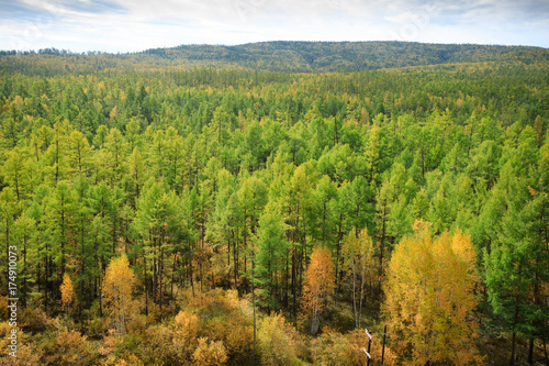 Fototapeta Naklejka Na Ścianę i Meble -  autumn forest landscape