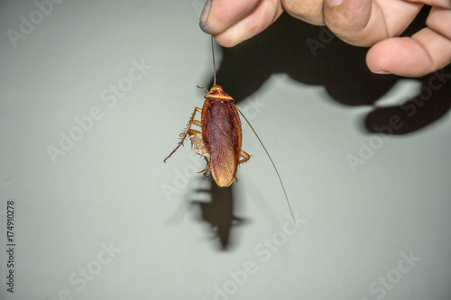 The cursed insect killed in the kitchen.