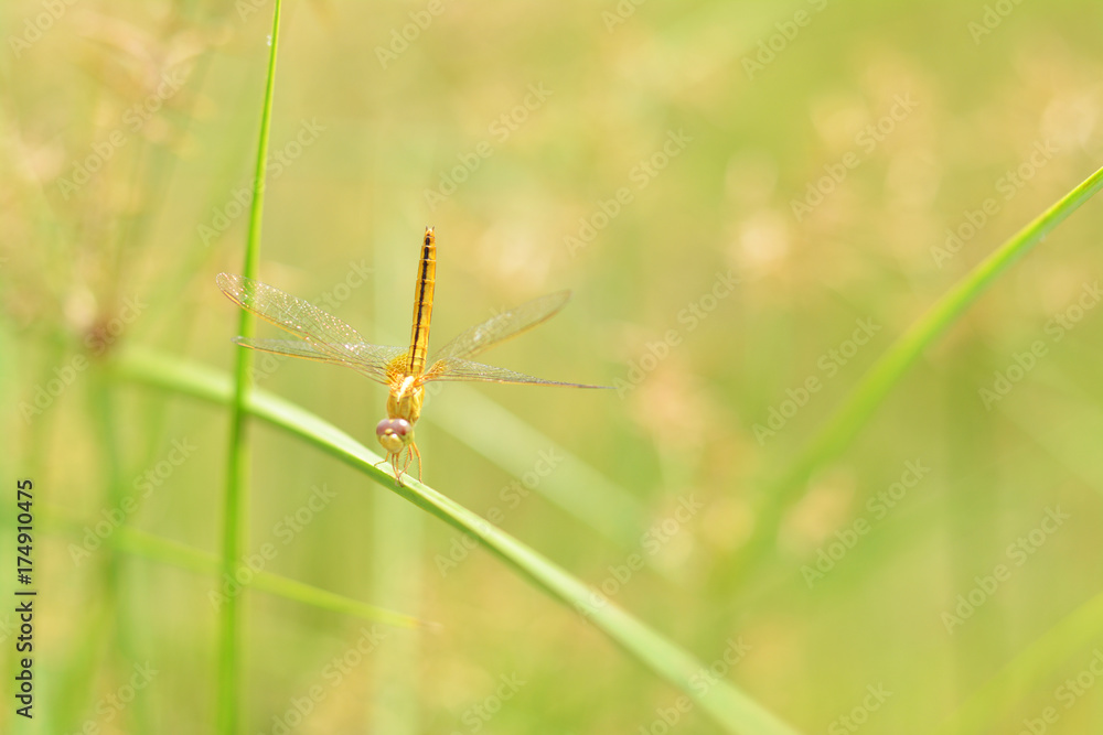 Little dragonfly with papyrus background. Little dragonfly with papyrus background.