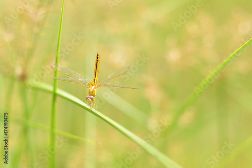 Little dragonfly with papyrus background.