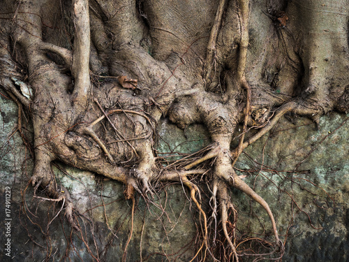 Exposed Moreton bay fig tree roots in sydney street