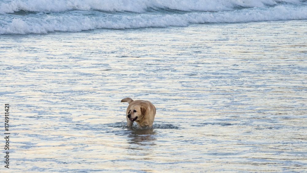 Fototapeta premium Labrador fetching ball from surf, one mile beach, australia
