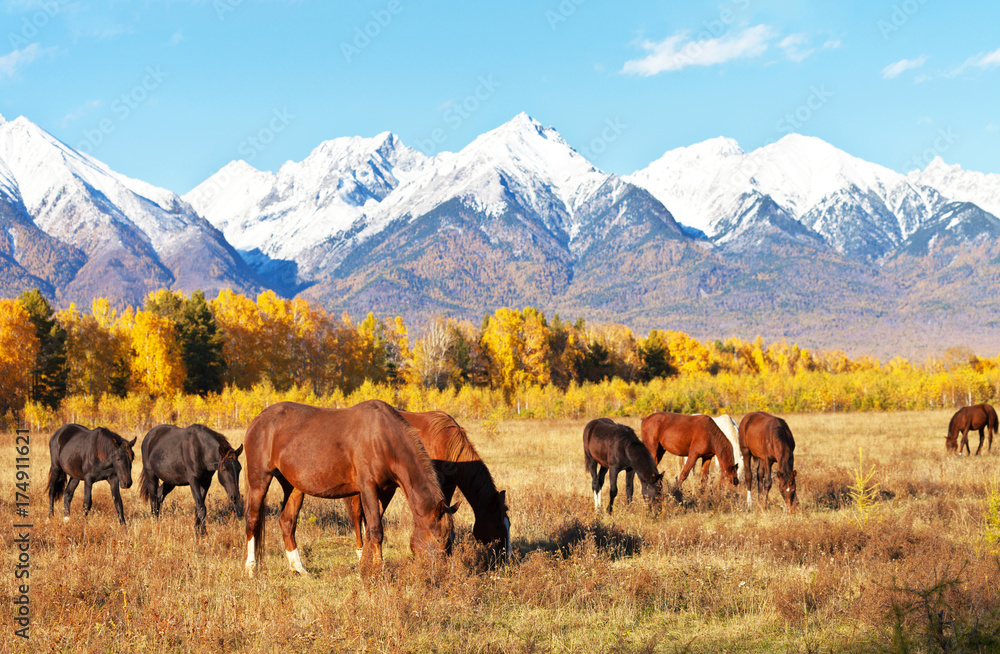 The herd of horses on the foothill valley on a yellow meadow at a sunny autumn day