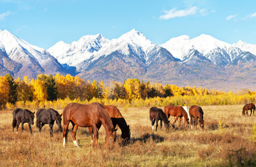Acrylglasbilder Pferde The herd of horses on the foothill valley on a yellow meadow at a sunny autumn day  © Katvic