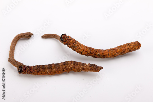 Cordyceps sinesis Yartsa Gunbu Yarsagumba himalayan gold Nepal isolated