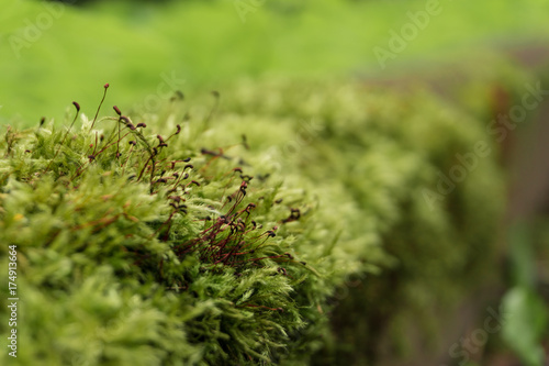 Moss on the wall