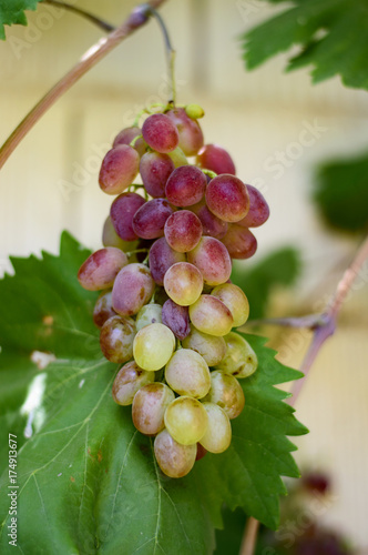 Primer plano de un racimo de uvas tintas con hojas de pámpana