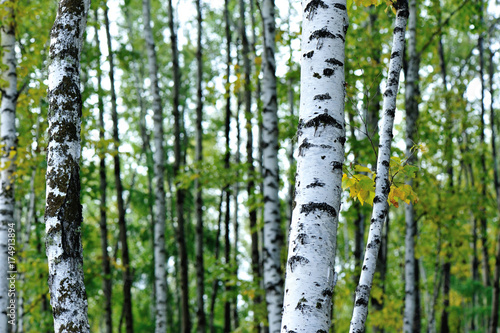 white birch trees in the autumn forest