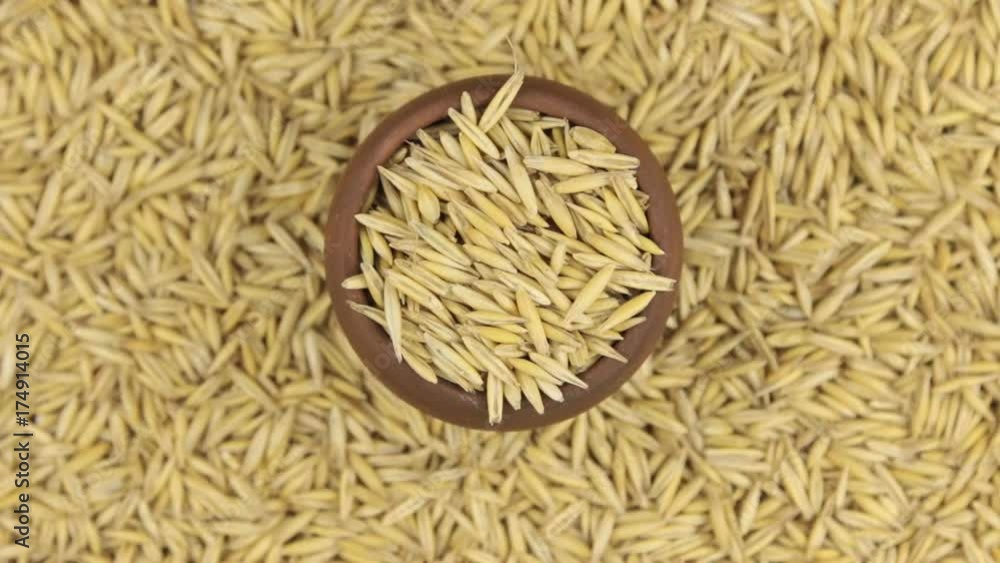 Rotation and approaching of oat in a clay pot, standing on the background of oat seeds.