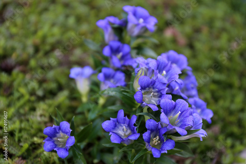 Gentian   Blue flower with dotted petals