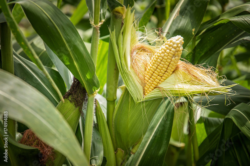 Closeup corn on the stalk
