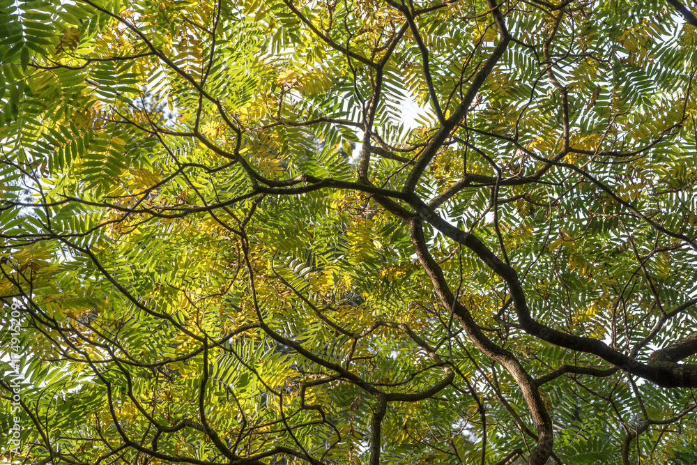 Blätterdach vom Essigbaum Blätterdach vom Essigbaum