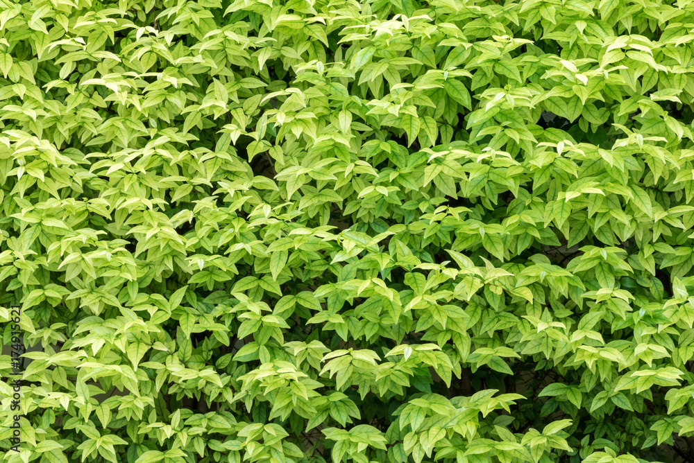 green leaves(leaf) background green leaves(leaf) background