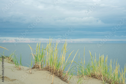 Fototapeta Naklejka Na Ścianę i Meble -  Landscapes Curonian Spit. Grass giant gnaw growing on the sand