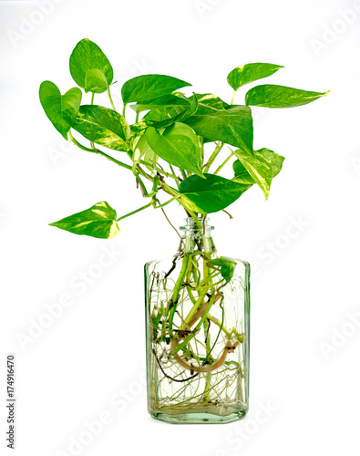 Golden pothos grown in clear glass bottles.
