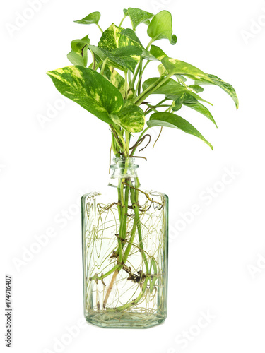 Golden pothos grown in clear glass bottles.
