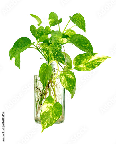 Golden pothos grown in clear glass bottles.