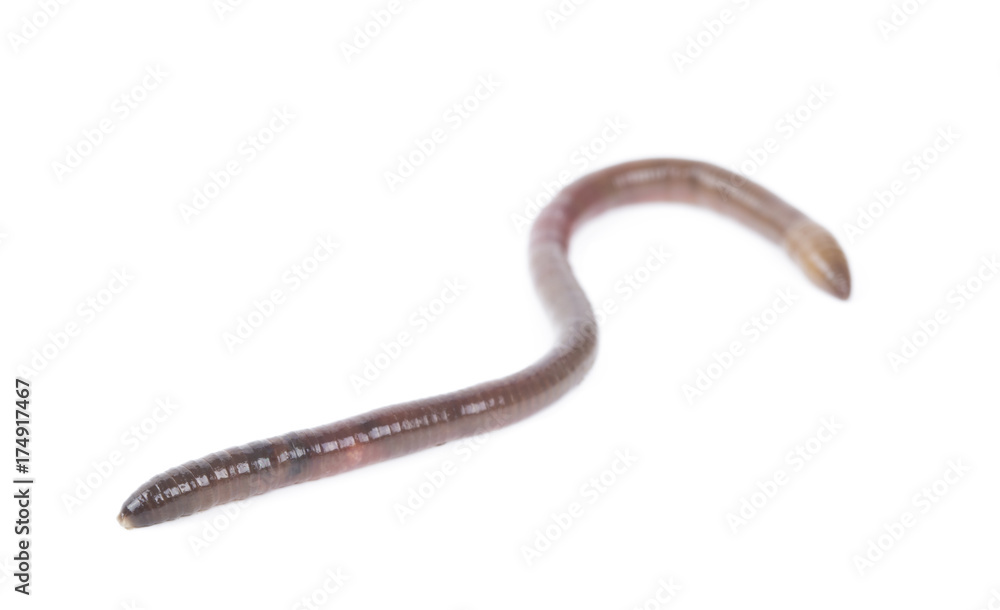 Animal earth worm isolated on white background. Animal earth worm isolated on white background.