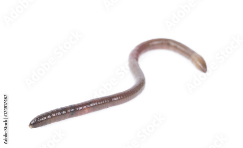 Animal earth worm isolated on white background.