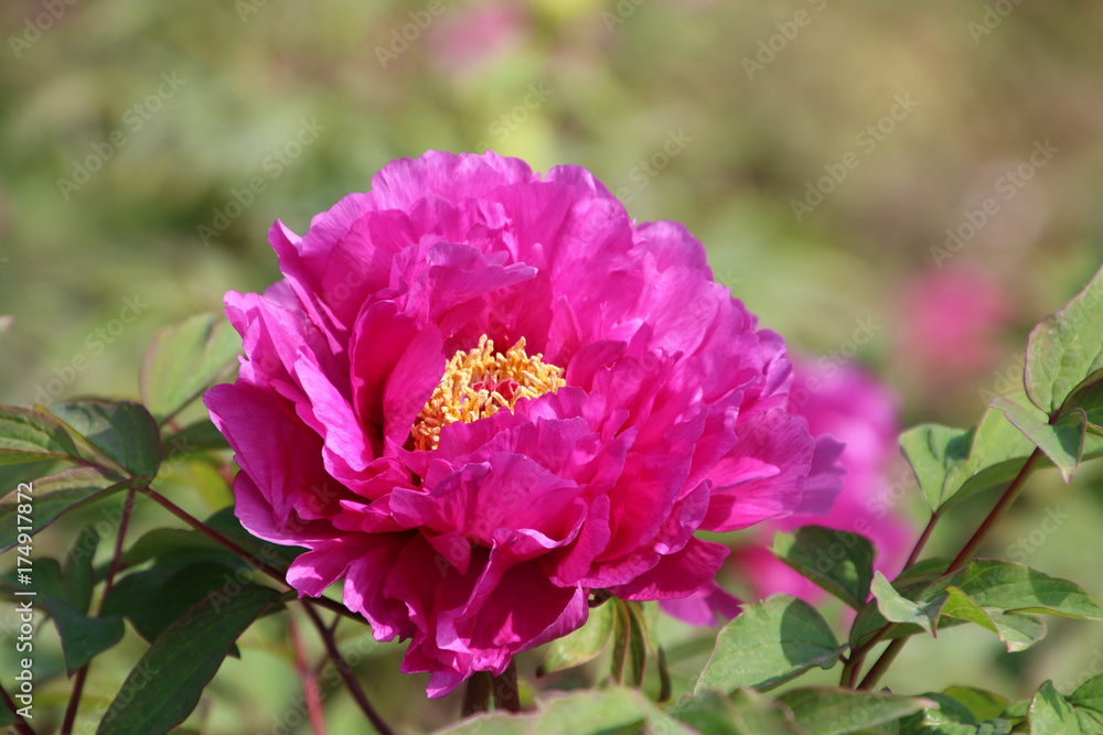 Obraz premium ボタン（牡丹）