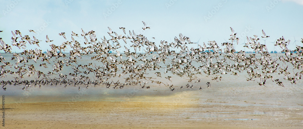 Obraz premium Wolność, marzenie o lataniu, lot mewa, rój mewa nad Morzem Północnym :)