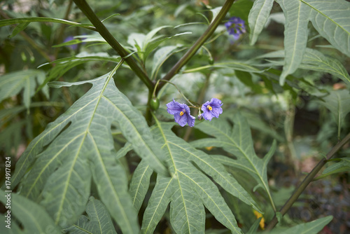 Solanum laciniatum photo