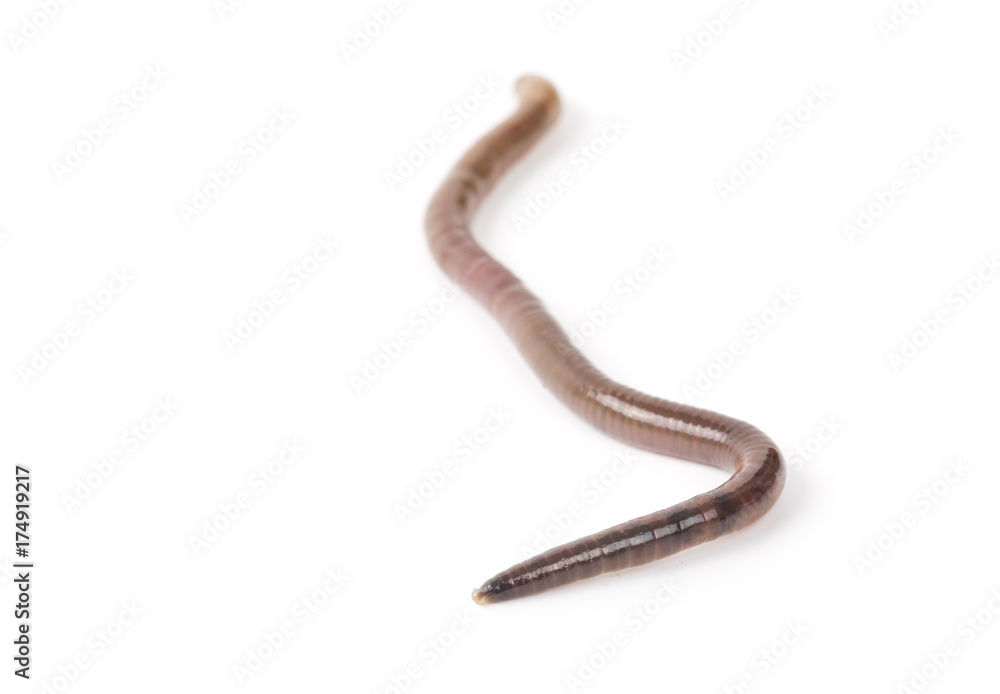 Earth worm isolated on white background. Earth worm isolated on white background.