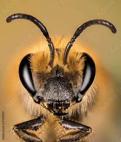 Focus Stacking - Ivy Bee, Bee, Colletes hederae photo