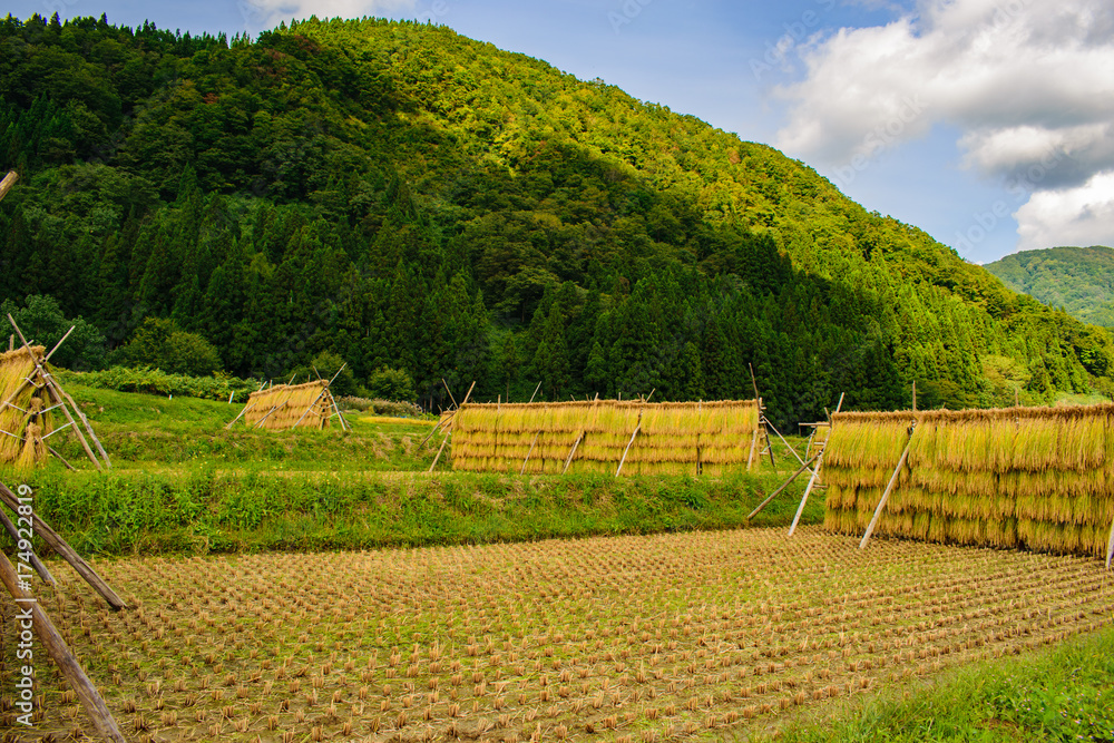 稲穂 Stock Photo Adobe Stock