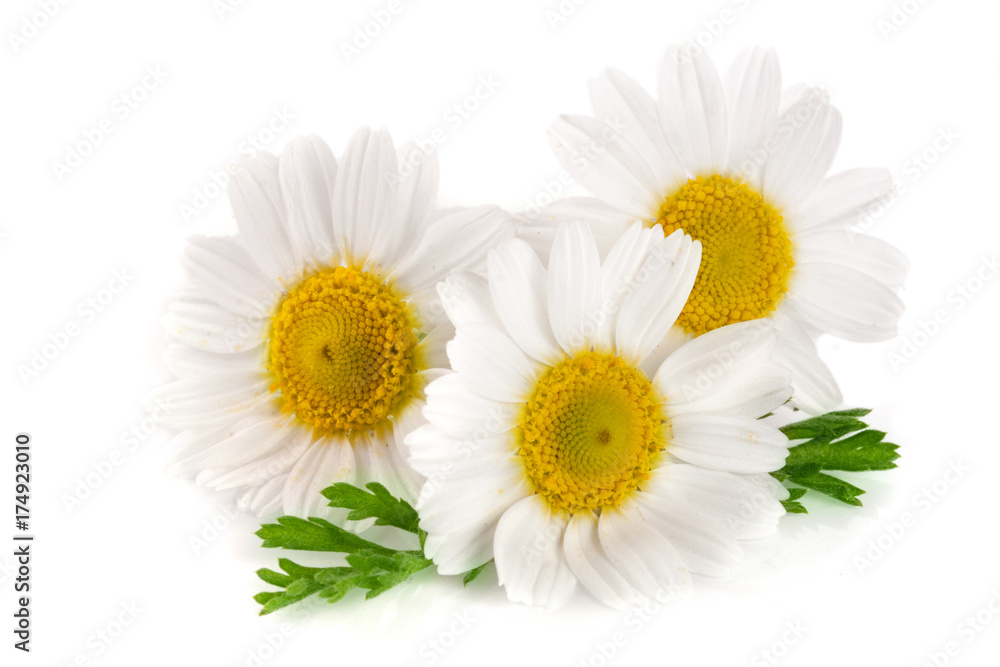 Fototapeta premium Three chamomile or daisies with leaves isolated on white background